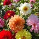 Fleurs - Dahlia Unwin Varié - face recto